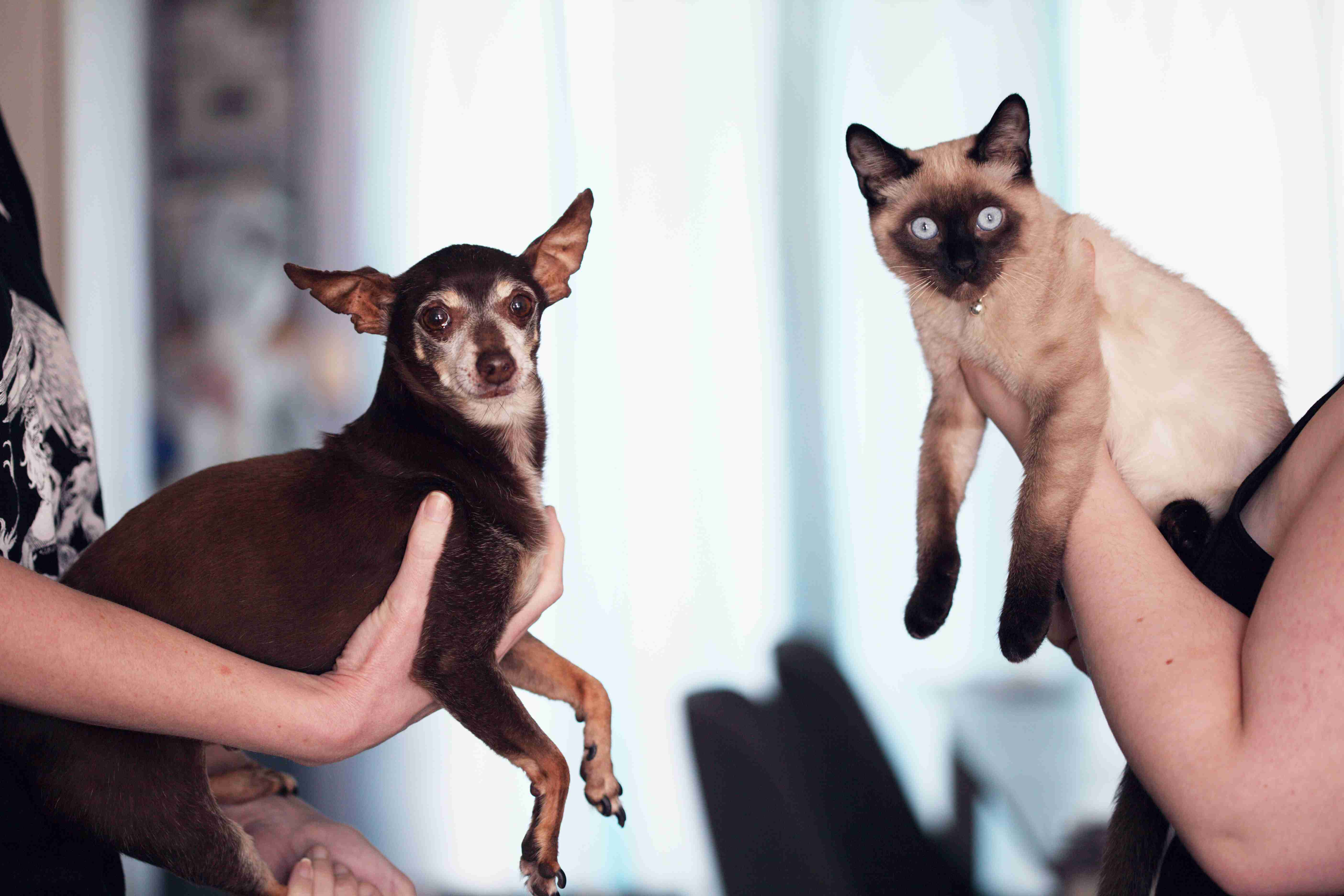 How can you safely break up a fight between two Chihuahuas?